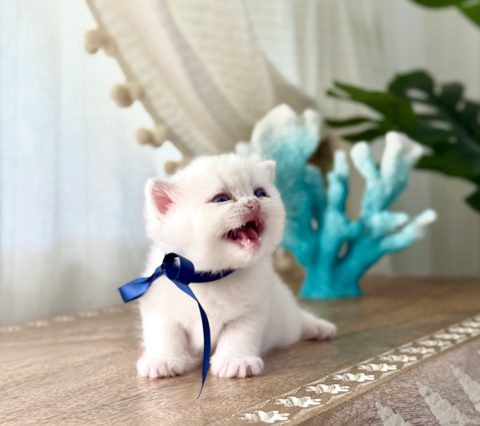 Atlantis, a white silver British Shorthair kitten in a navy ribbon, mouth open wide in a tiny roar beside a piece of turquoise coral.