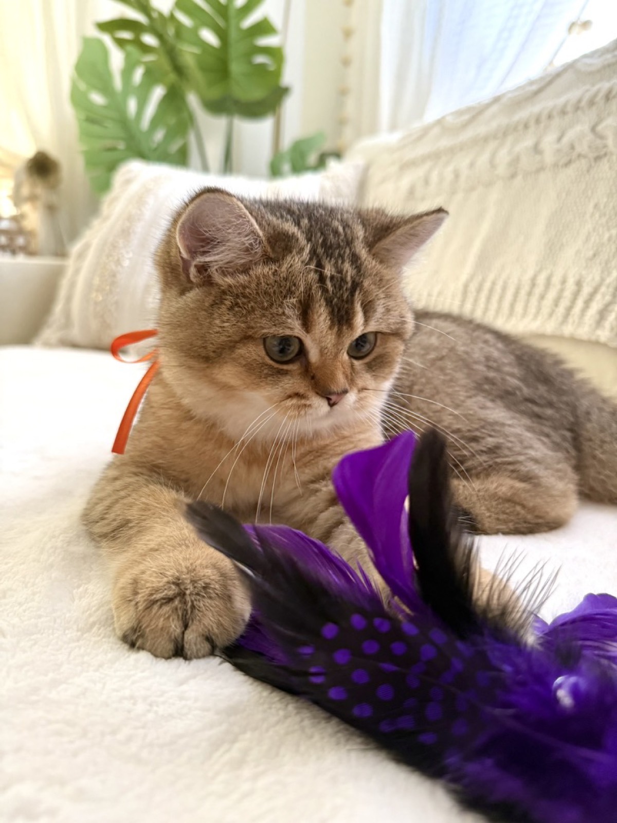 Boba playing with a feather toy