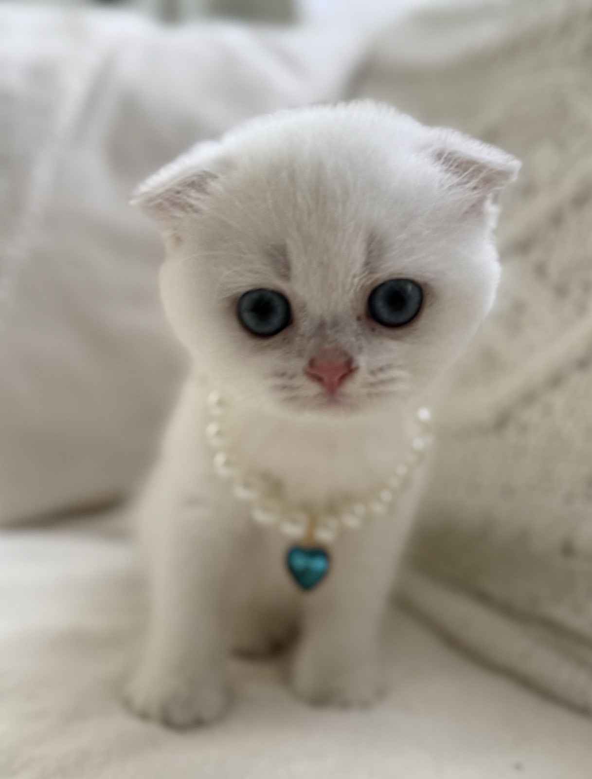 Eilat Kai as a kitten