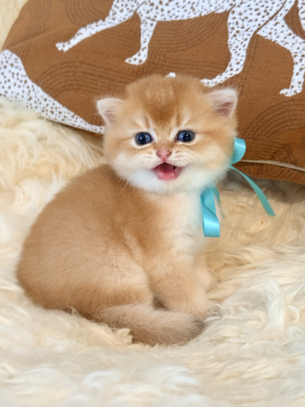 A golden British Shorthair kitten in a turquoise satin bow, sitting on a cream sheepskin with mouth open in a little meow.