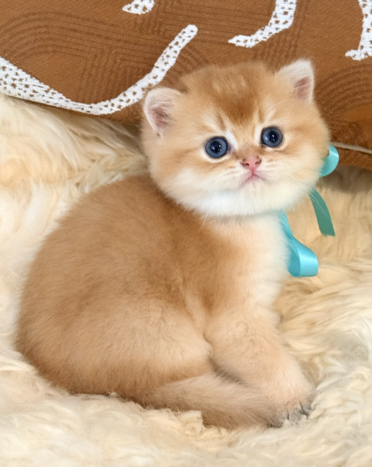 A golden British Shorthair kitten in a mint ribbon, curled on a cream sheepskin and looking over one shoulder.