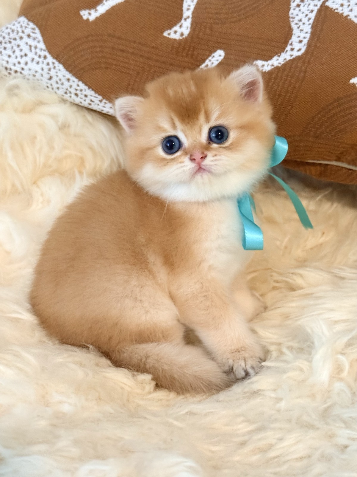 Gaspey, a British Shorthair kitten from Lola Lei