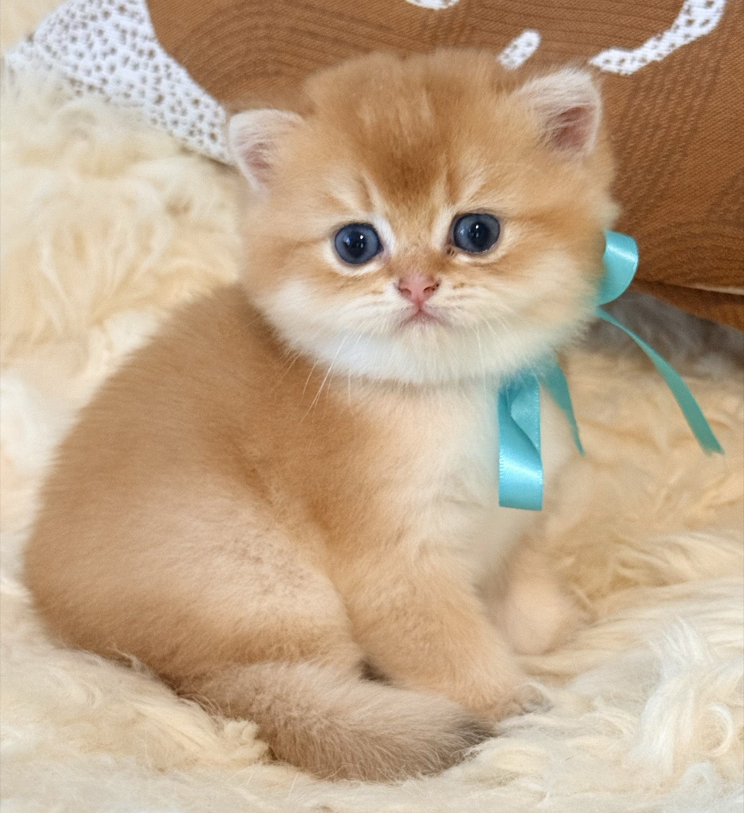 A golden British Shorthair kitten wearing a turquoise satin bow, sitting neatly on a cream sheepskin.
