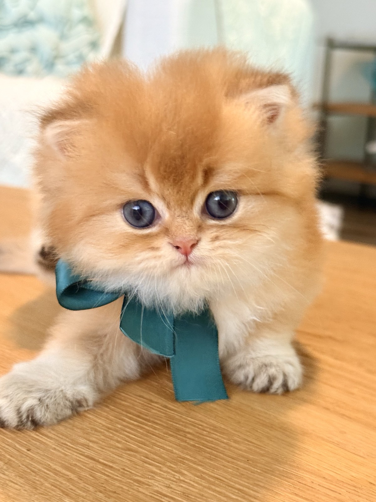 A fluffy golden British Longhair kitten in a teal bow, front paws stretched out on a wooden table.
