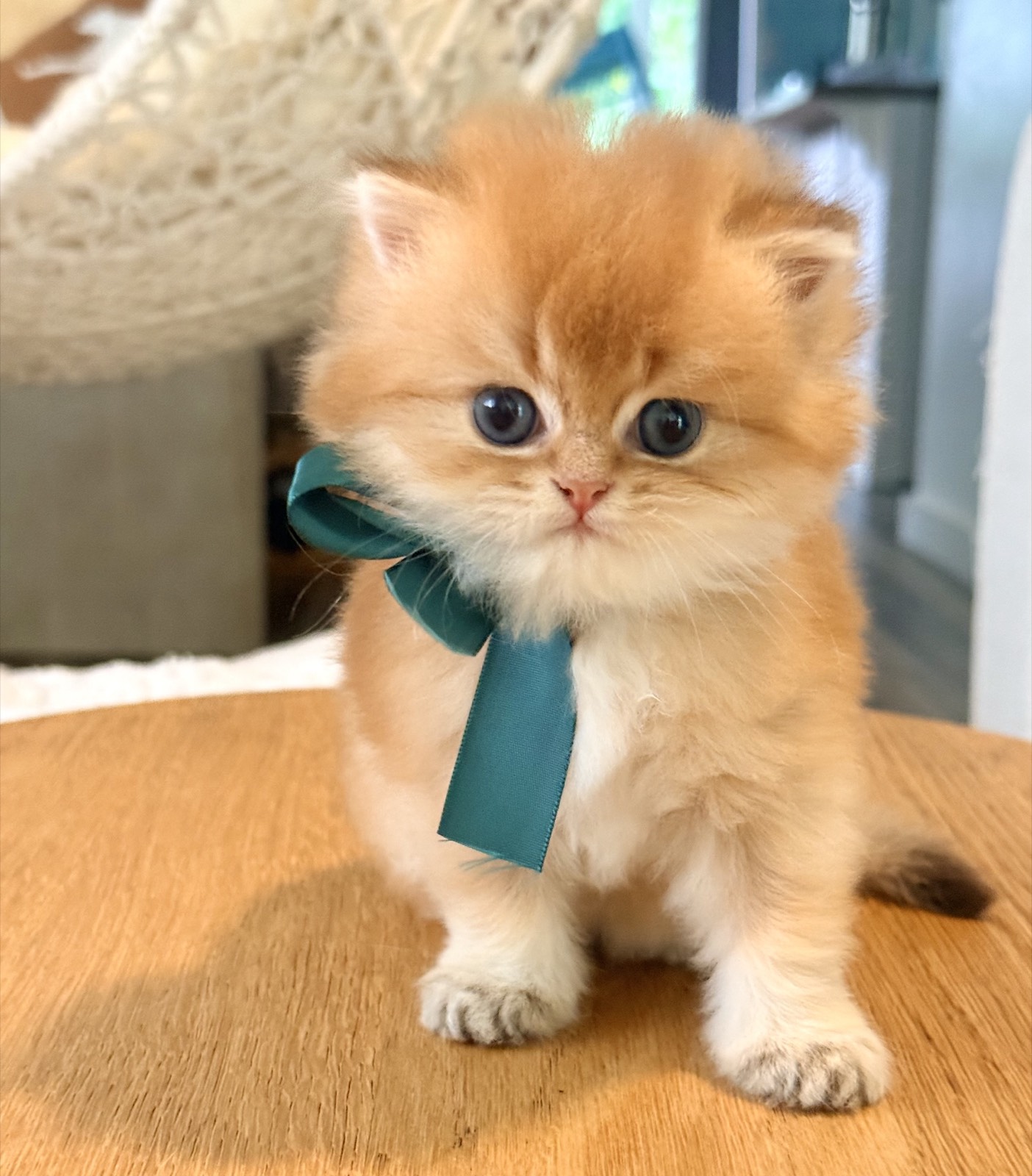 Geo, a longhaired British kitten from Lola Lei