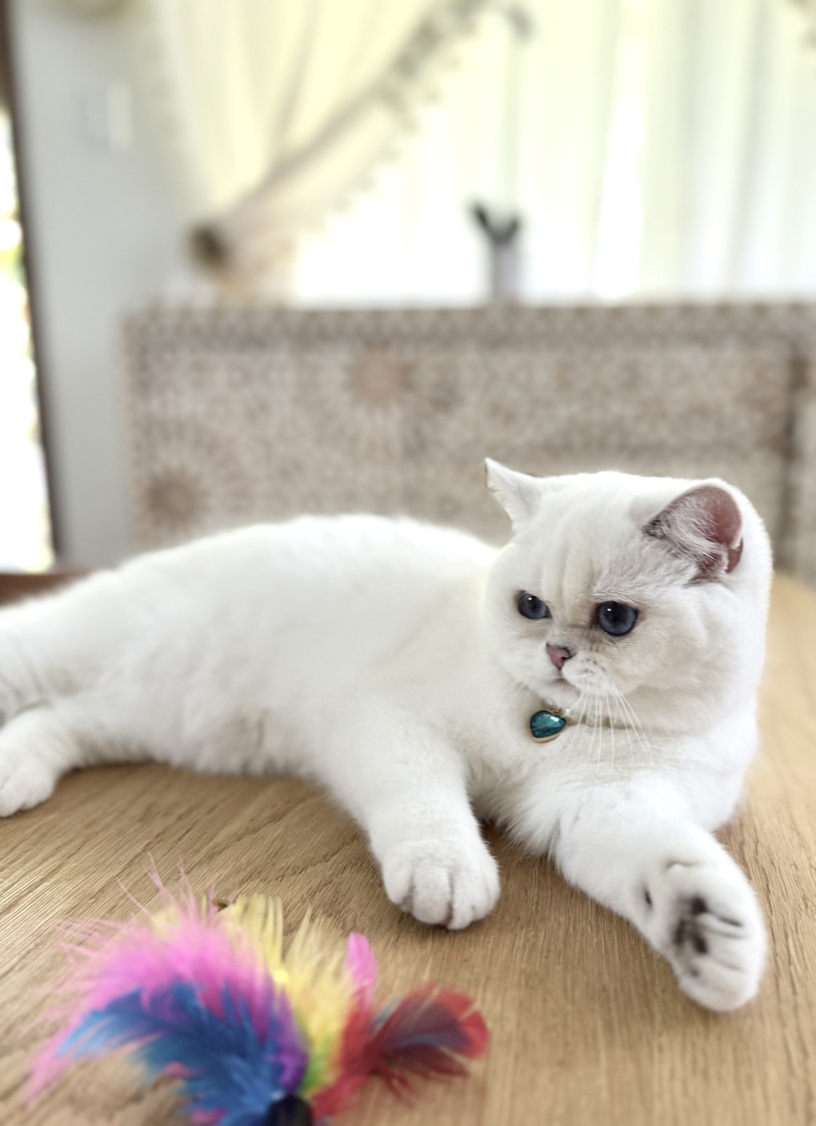 Jordan, a silver point British Shorthair with deep blue eyes and a turquoise heart pendant, stretched out on a wooden table beside a rainbow feather toy.
