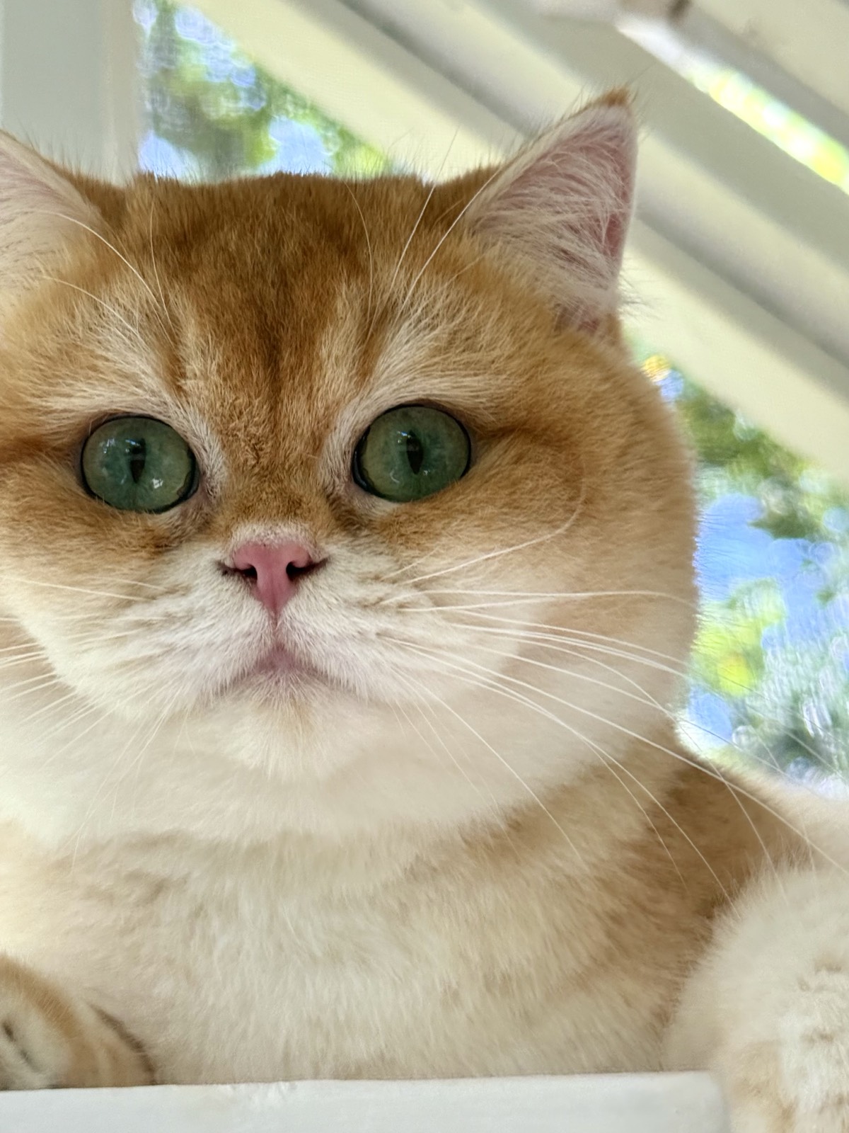 Fontenoy King, a chocolate golden chinchilla British Shorthair male with a broad round face and sea-green eyes, resting on a sunlit window ledge.