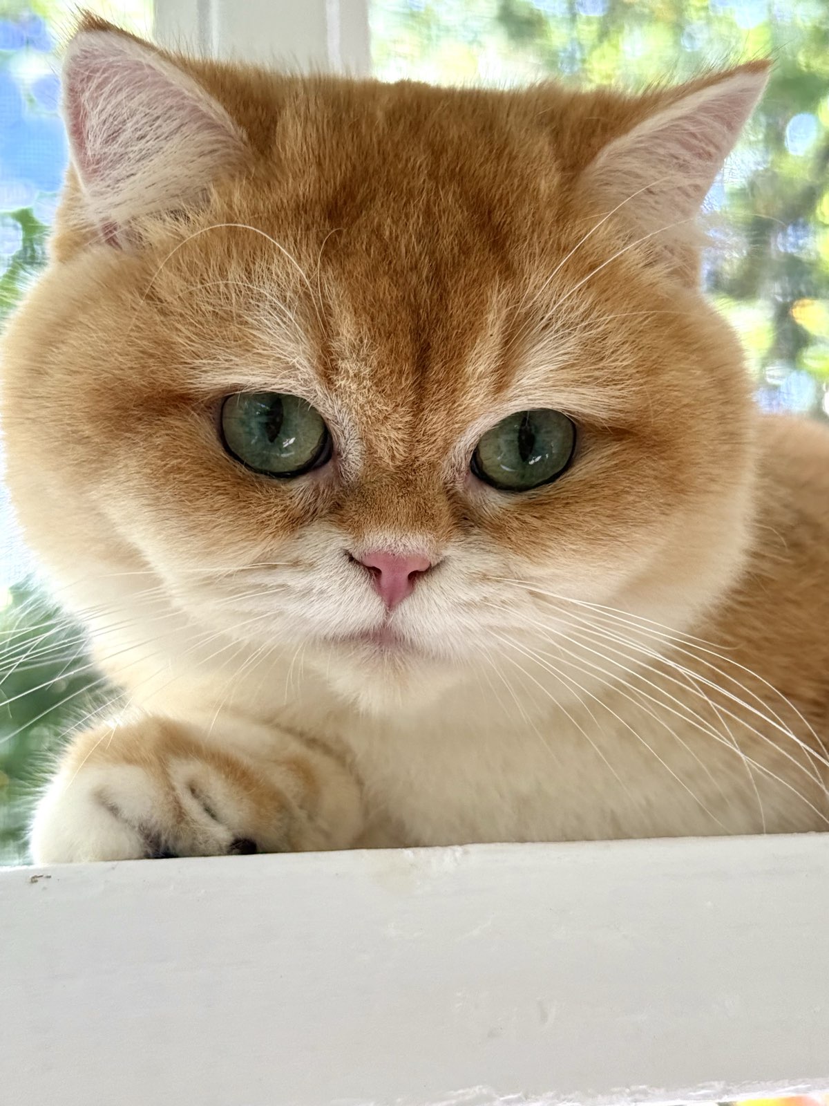 Fontenoy King, a chocolate golden British Shorthair male, chin resting on a white ledge with wide sea-green eyes and sunlit garden behind him.