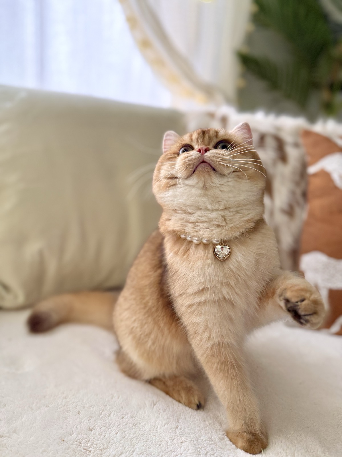 Fontenoy Lolita Lei, a chocolate golden British Shorthair female in a pearl necklace with a crystal heart, sitting up with one paw raised.