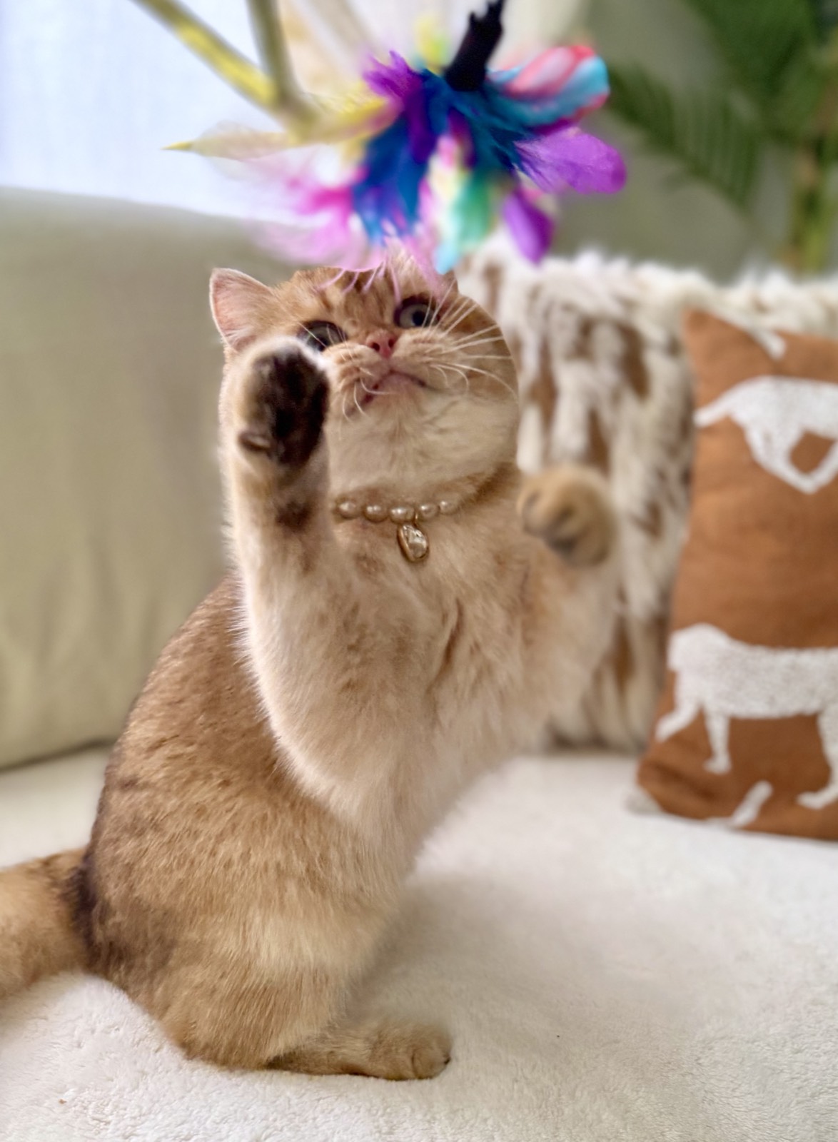 Lola Lei, a chocolate golden British Shorthair female in a pearl necklace, sitting up to bat at a rainbow feather wand above her.