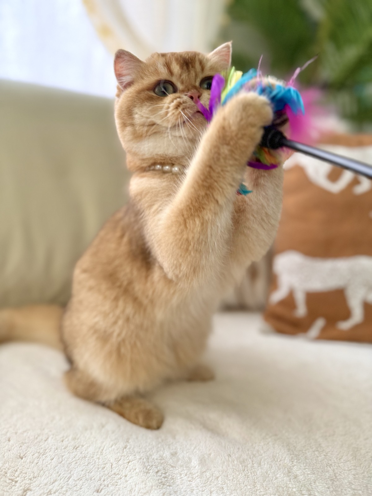 Lola Lei, a chocolate golden British Shorthair female in a pearl collar, up on her haunches with both front paws around a rainbow feather wand.