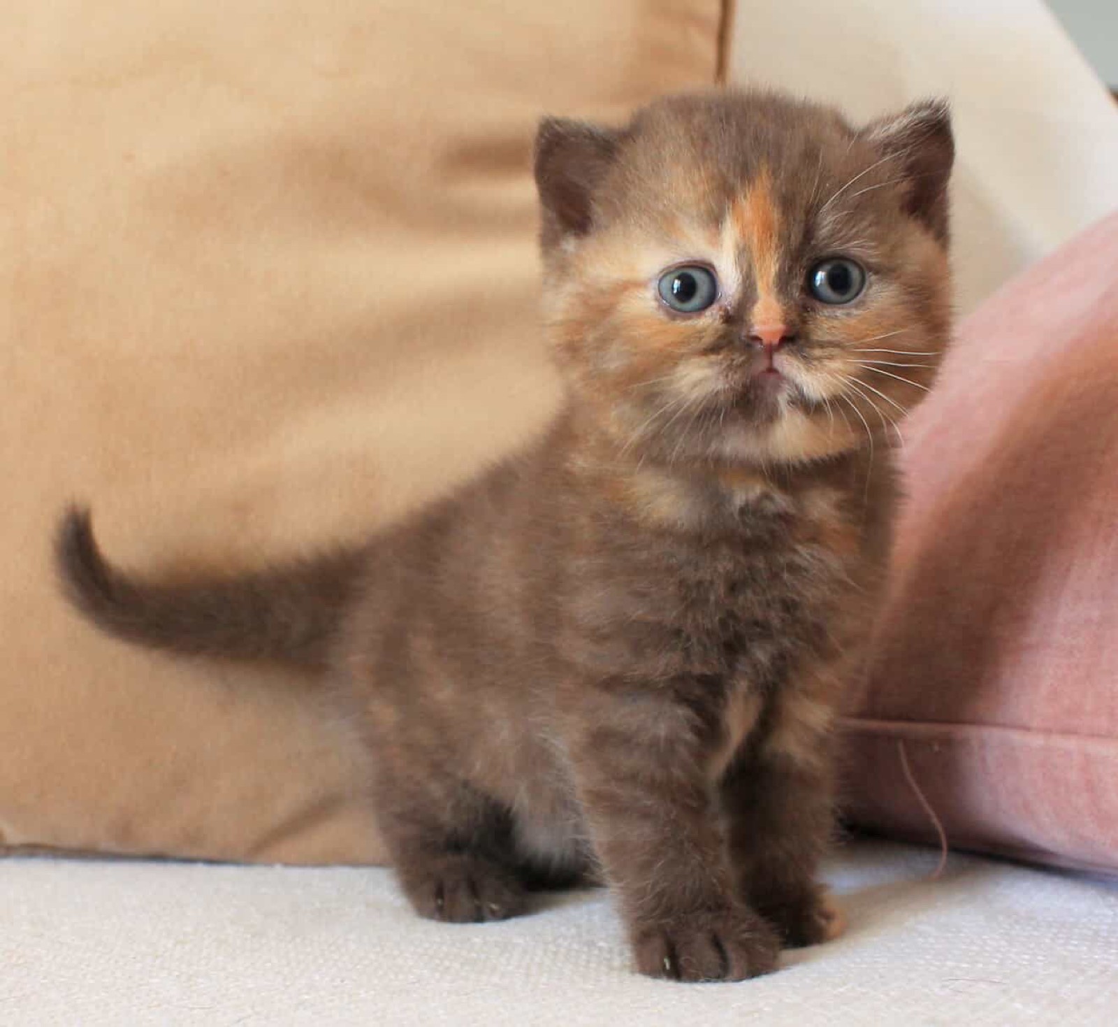 Nutmeg Kiss del Rey, a chocolate tortie British Shorthair kitten with a ginger blaze on her forehead, standing on a cream couch.