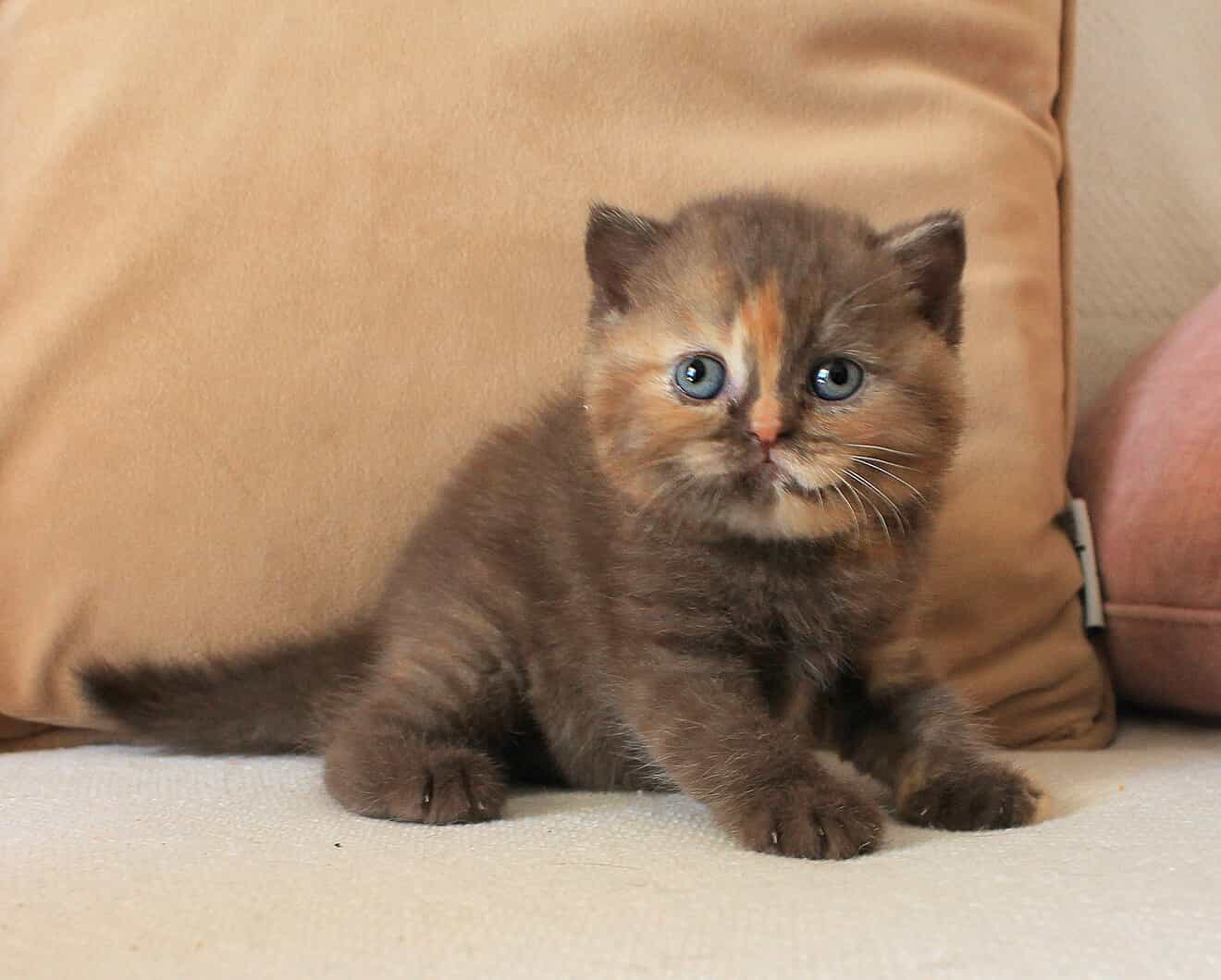 Nutmeg Kiss del Rey, a chocolate tortie British Shorthair kitten with ginger patches across her face, standing on a cream couch against a tan cushion.
