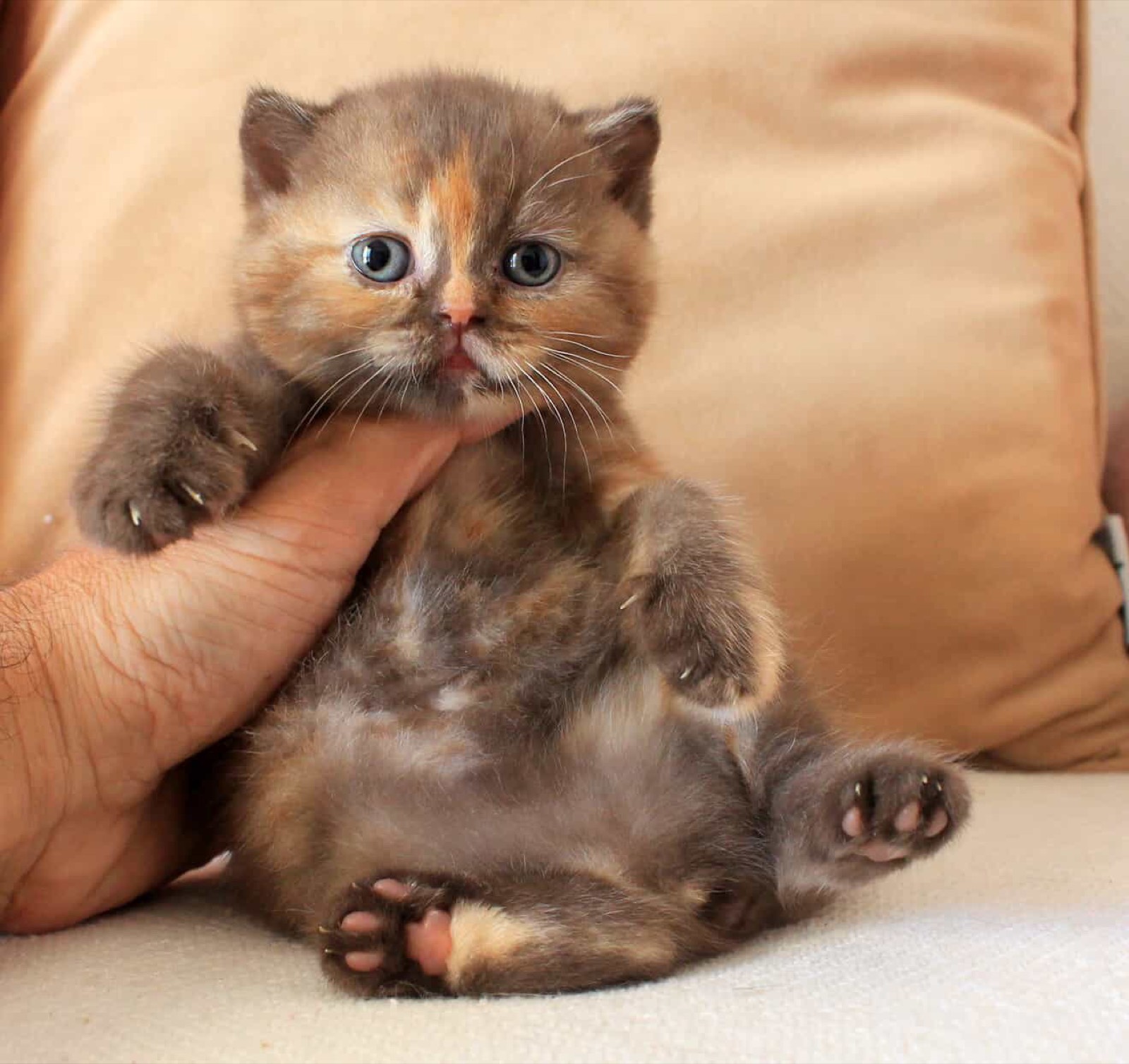 Nutmeg Kiss del Rey, a chocolate tortie British Shorthair kitten with a patch of ginger on her forehead and pale blue eyes.