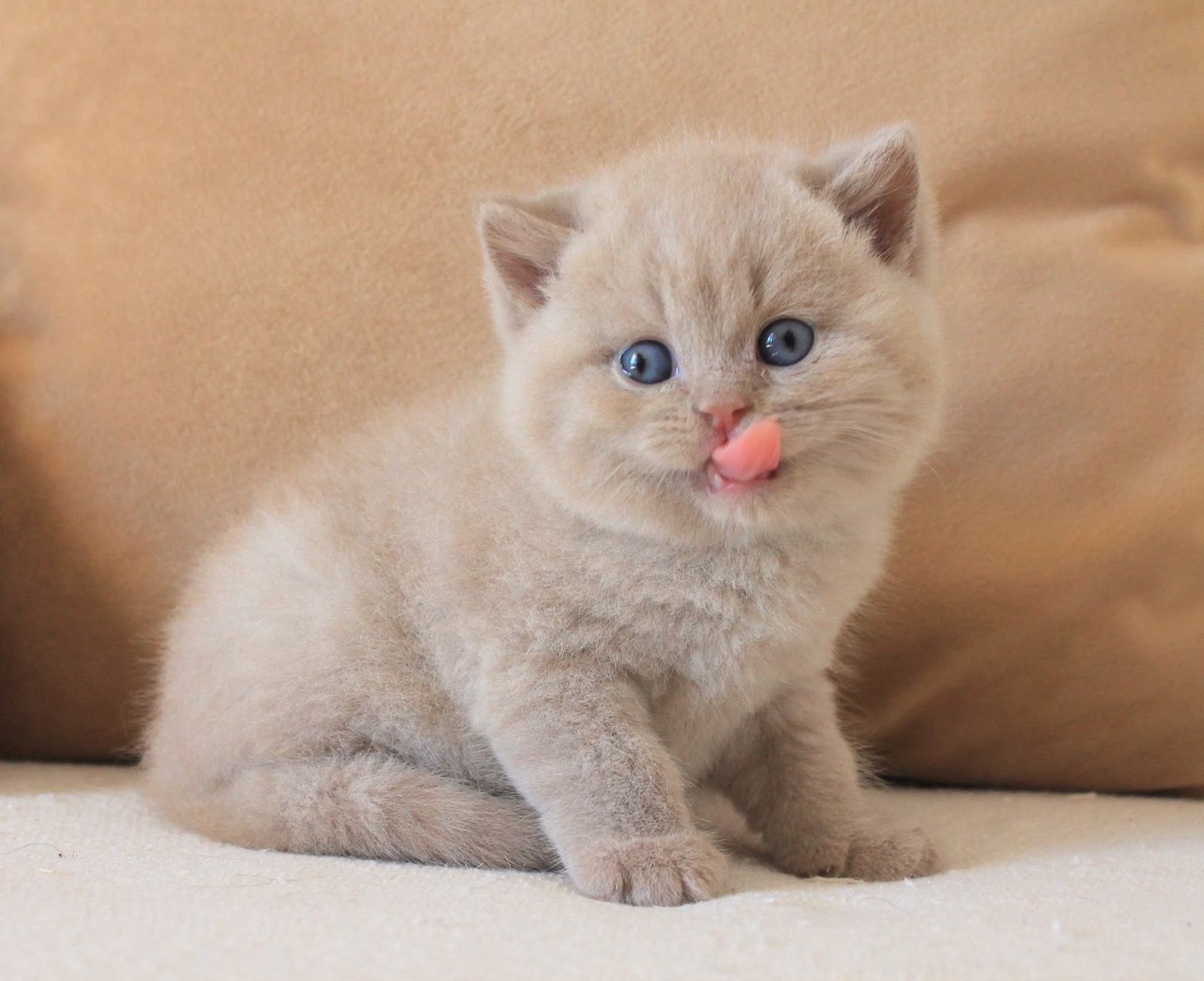 Odysseus, a solid lilac British Shorthair kitten with pale blue eyes, licking his nose.