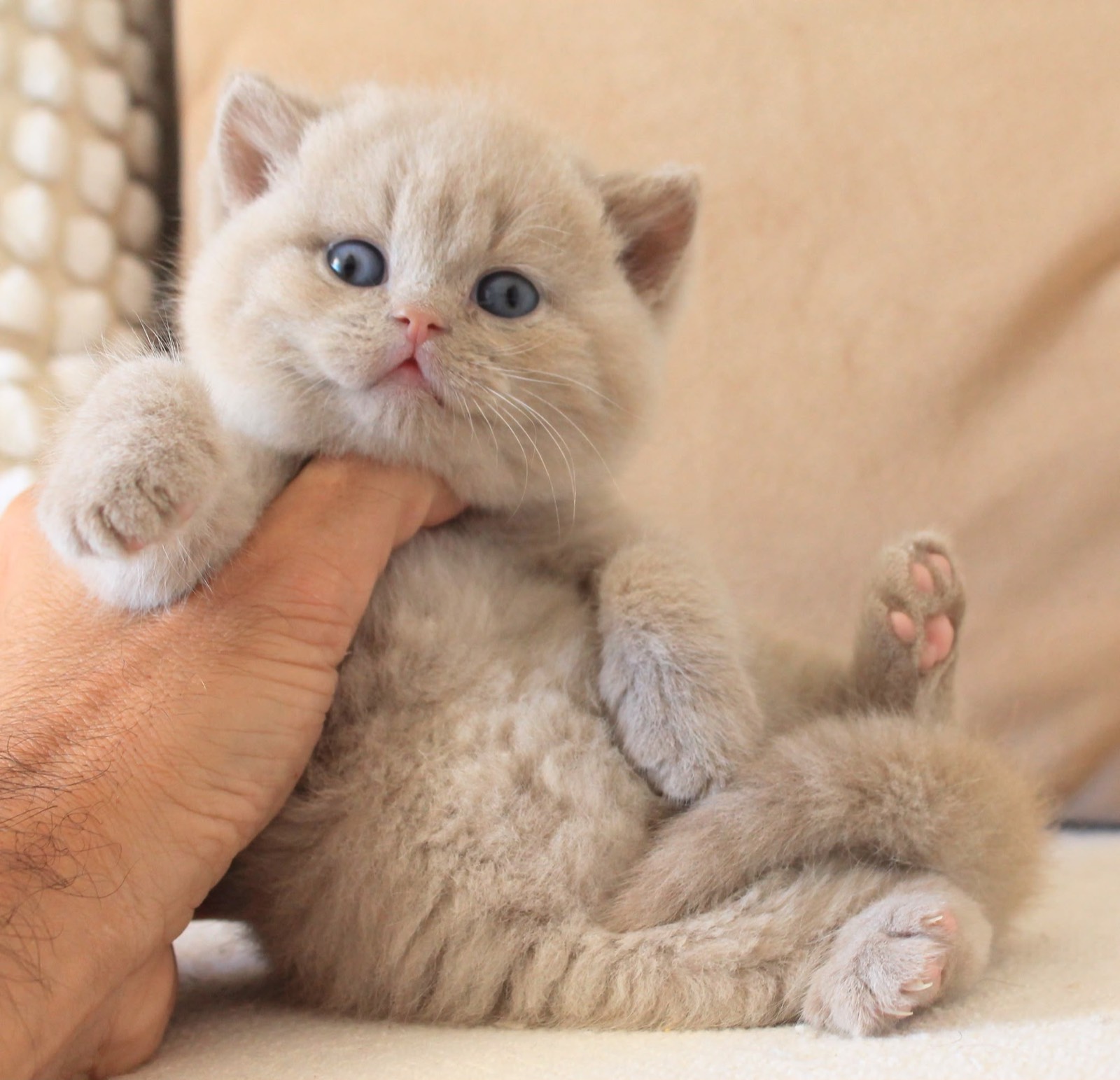 Odysseus del Rey, a solid lilac British Shorthair kitten with round blue eyes, lounging belly-up in a cupped hand.