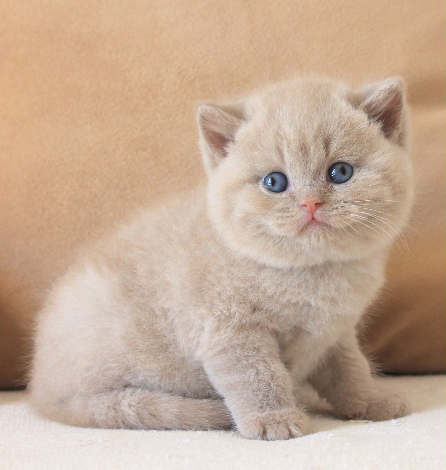 Odysseus del Rey, a solid lilac British Shorthair kitten with round blue eyes, sitting against a tan cushion.