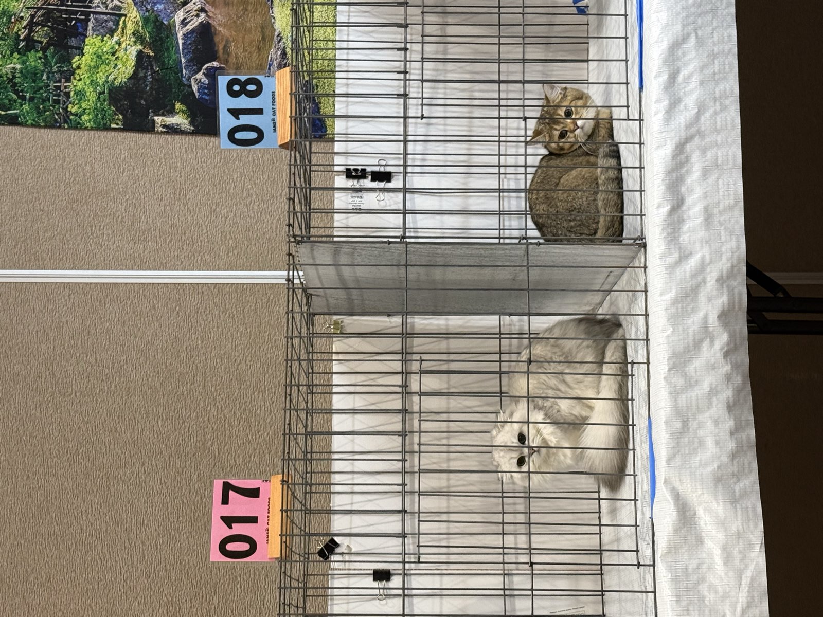 Bonnie and Boba competing together at a CFA show in Honolulu