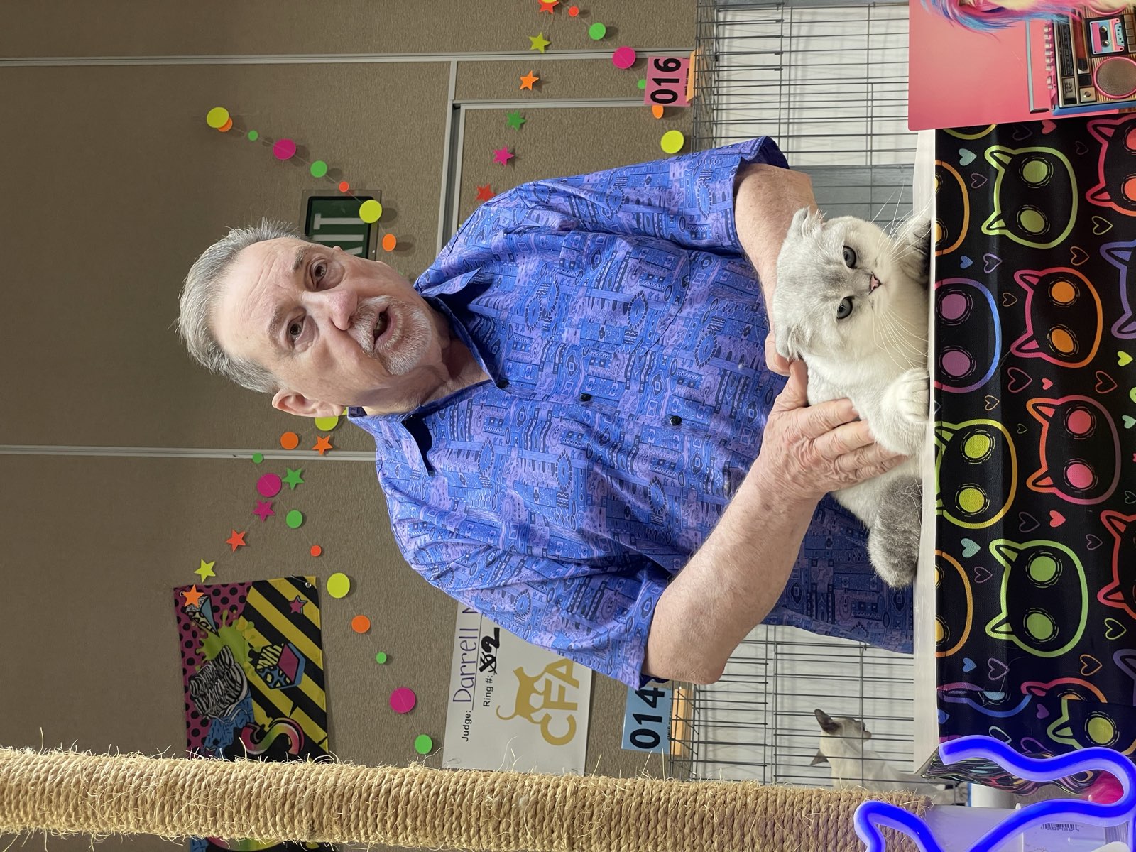 Turquoise being handled by a judge at a CFA cat show
