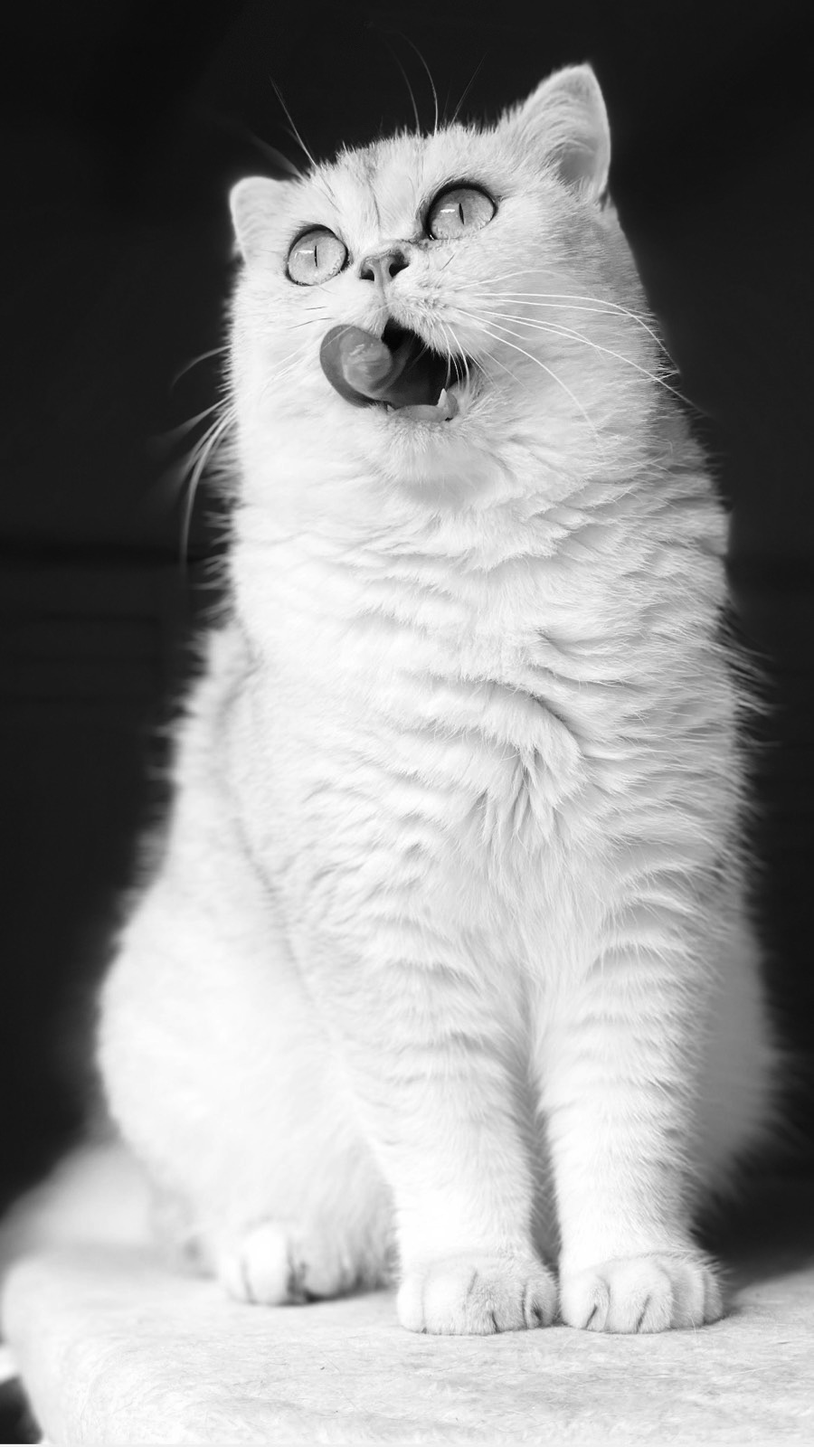 Theia, a silver shaded British Shorthair, photographed in black and white — sitting tall against a dark background, chin lifted, tongue out mid-lick.