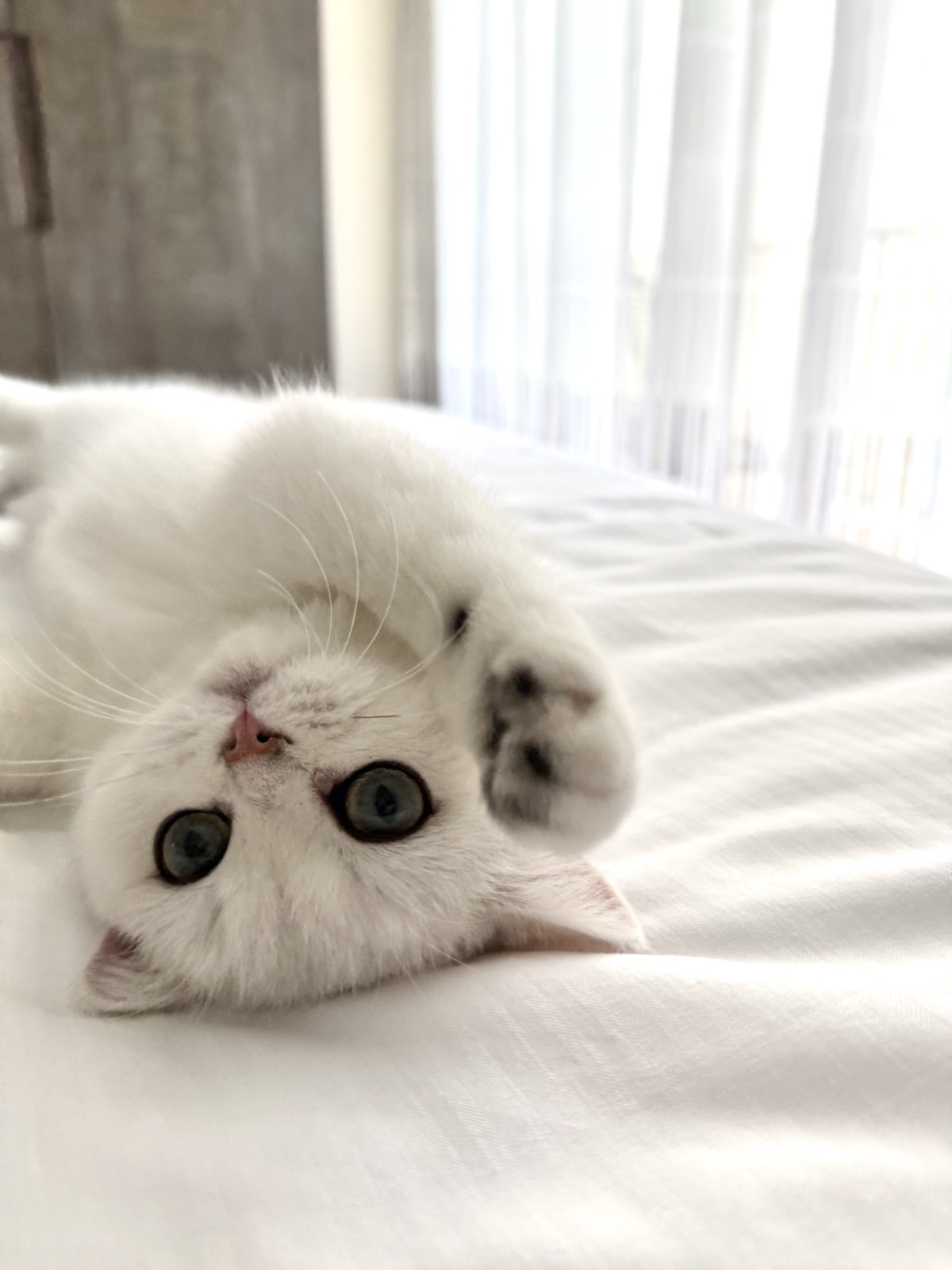 OscarBrit Zoie as a kitten, a silver shaded chinchilla British Shorthair, rolled upside down on a white bed with one paw curled over her face.
