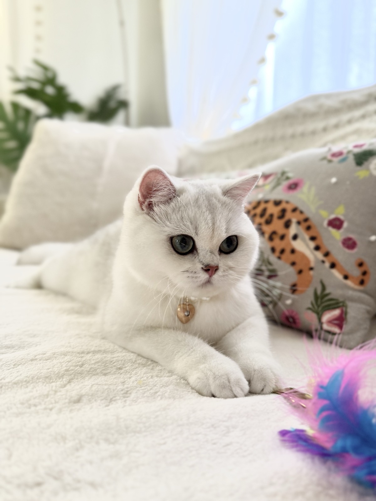 OscarBrit Zoie, a silver shaded chinchilla British Shorthair female with dark-rimmed green eyes and a gold heart pendant, settled on a white blanket.