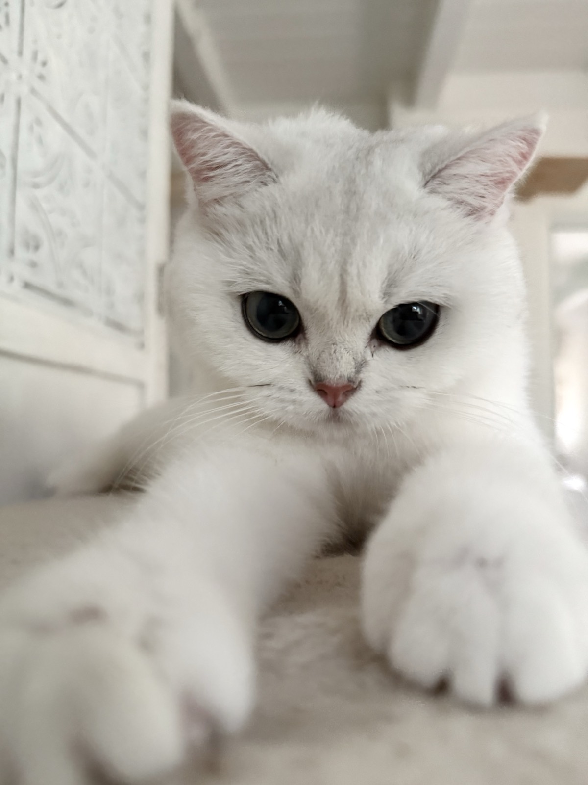 OscarBrit Zoie, a silver shaded chinchilla British Shorthair, resting calmly.